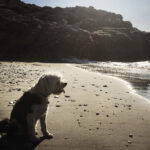 Jampa the Tibetan Terrier on a beach